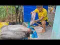 Lagu Putong ikan Tapah dan terus di masak kat rumah anak saudara kpg isu pantu Sri aman //