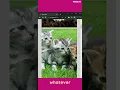 How to Build a Image Gallery App with React js using Pexels API Learn Grow code