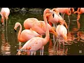 The Enchanted Bird Kingdom – A Mesmerizing 4K Wildlife Film with African Rhythms