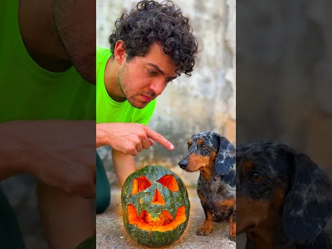 La calabaza mágica 🎃💀 #perrosalchicha