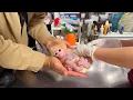 Download Lagu Dad took the little monkey to the doctor... Kyo did something unexpected!