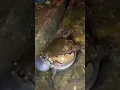 Download Lagu Katak dimusim Hujan | Frog in The Raining season #Amazinganimal