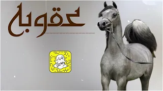 عقوبه اداء سعد محسن 2025 حصريا 