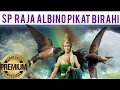 Download Lagu Gratis ©️✔️Suara panggil walet raja Albino II Pikat birahi walet II Suara Original walet premium