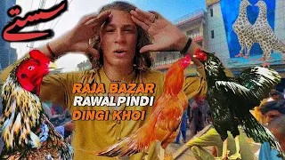 Rawalpindi Aseel Chicken Market Affordable Aseel 7K Capital Aseel Club AsianAseel1