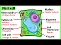 Learn all about plant cells in 2 MINUTES Easy science