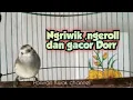 Download Lagu Opior Jawa ngeriwik dan ngeroll Cocok untuk Pancingan Opior Jawa bahan @ponirankwokchannel