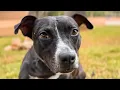 Help I don t want her to die at the shelter