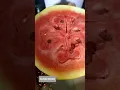 Download Lagu Yellow water melon #fruits#hybrid#Layu's tips and creations @tips20