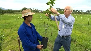 PLANTIO DE CITROS