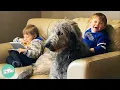Giant Wolfhound Is In Love With Human Brothers Cuddle Dogs