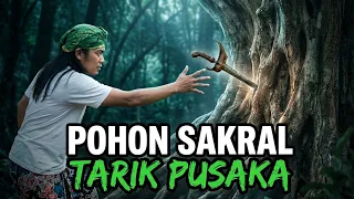 POHON SAKRAL INI BISA TARIK PUSAKA !!!