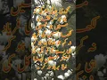 Download Lagu guzri hui zindagi ko kabhi yaad na kar#viralshort