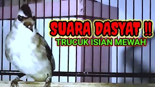 Download TRUCUKAN GACOR ISIAN MEWAH TEMBAKAN WAMBI MP3