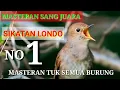 Download Lagu MASTERAN SEMUA BURUNG SIKATAN LONDO GACOR DAN GEMERCIK AIR.