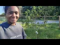Update on my fruit trees Ty Ty Ga Stark bros