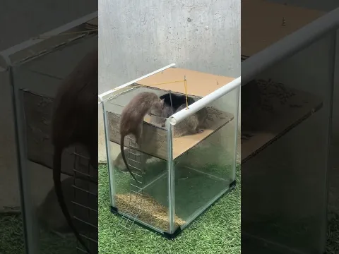 Easy to make mouse trap with glass tank #mousetraptp #mouse #rattrap #bucketmousetrap