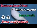 Download Lagu Masteran Kenari Isian Kuntilanak Cocok Suara Jernih