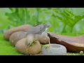 ☀️ Relaxing Piano & Birdsongs | Serene Riverside Morning for Focus and Inner Peace