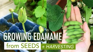 Download Growing and Harvesting Edamame 🌿 Growing Edamame from Seeds ☘️ Menanam Edamame dari Biji MP3