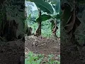 Download Lagu burung kutilang tarung #subscribe#shortvideo#mbolang#mikatburung#kutilangtarung