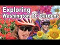 Explore Washington DC s MOST Beautiful Gardens by Bicycle