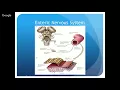 Download Lagu 1.25.18 Neurophysiology: Visceral Nervous System
