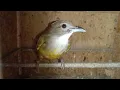 Download Lagu FULL STOK DIKIOS ABADI BIRD BEKASI! HARGA NYA DIBAWAH STANDAR 1/10/2025