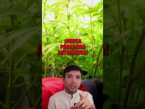 NUNCA Podes Automáticas! 🤔