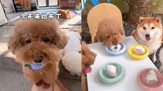 不用乖巧,只要你健康、快乐! #安静的布丁妹妹