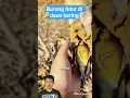 burung tidur di daun kering #shortvideo #fypシ゚viral #infoviral
