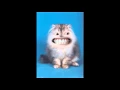 Funny Cat Gifs