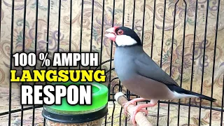 langsung respon dan ikut bunyi gelatik manapun dengar pancingan gelatik jawa belong