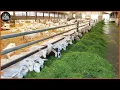 Download Lagu How Farmers Raise Goats To Produce More Milk - The Most Modern Goat Milking Factory