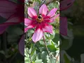 Download Lagu Flowering dahlias #shorts