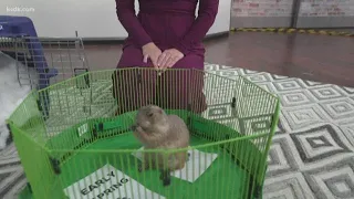 Herbie Tracy Hinson s prairie dog calling for early Spring
