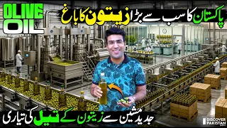 Biggest Olive Farming in Pakistan | Billion-Dollar Olive Industry 🌿 | Olive Oil Extraction Process