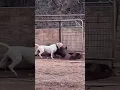 Download Lagu Dogo Argentino #dogoargentino #dog #doglover #hunting #huntingjajan #wildlife