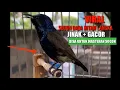 Download Lagu Burung sogon dada hitam gacor,bongkar isian