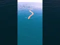 Download Lagu CLOSE SEA SNAKE ENCOUNTER!!