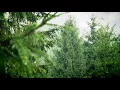 Душко моя/Українська музика/Лемківські пісні