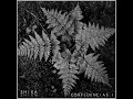 Vanguardist - Amazonia
