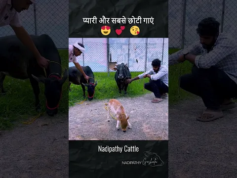 You Won’t Believe These Cows Are Fully Grown! 😱 - Nadipathy Cattle  #viral #youtube #cow #farm #pets