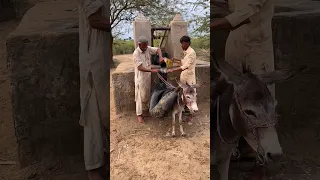 حتى في العصر الحديث يحمل مزارعو القرية المياه على الحمير بدل الآلات وينقلونها إلى منازلهم دندنها