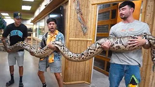 Download We held the world's biggest snake! MP3