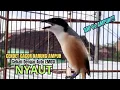 Download Lagu burung cendet gacor BONGKAR ISIAN PANJANG PANCINGAN CENDET AGAR BUNYI,, jadikan BURUNG PENTET GACOR