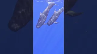 Two Very Different Worlds