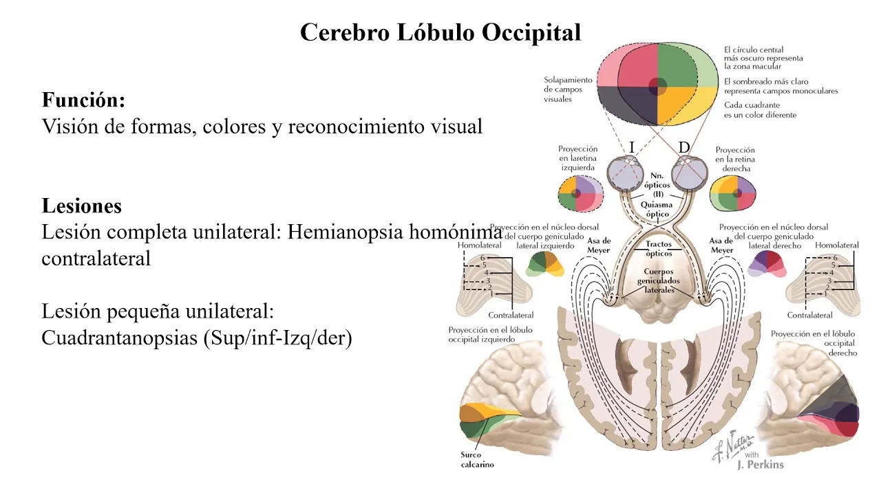 Comprendiendo la Neurología   12 Lóbulo Occipital y conclusión de cerebro