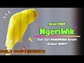 Download Lagu Kenari NGERIWIK !!! Suara PANCINGAN KENARI PAUD Belajar BUNYI Ngeriwik | MASTERAN Kenari PAUD #500