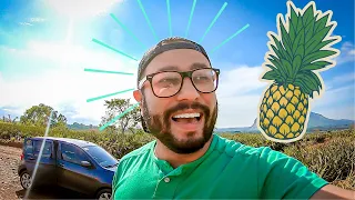 i went to a pineapple plantation bukidnon philippines